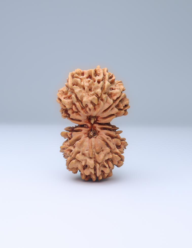 Gauri Shankar 13 Mukhi Nepali Rudraksha