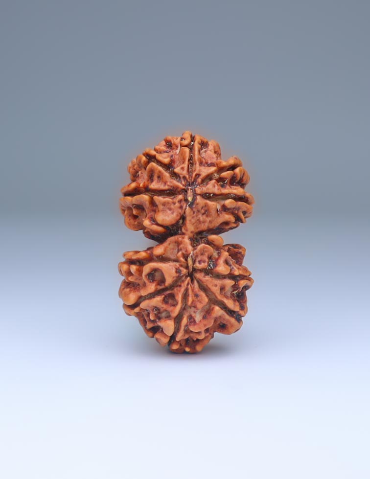 Gauri Shankar 10 Mukhi Nepali Rudraksha