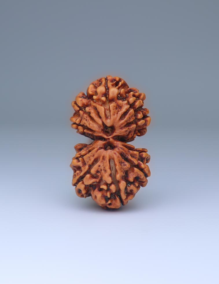 Gauri Shankar 10 Mukhi Nepali Rudraksha