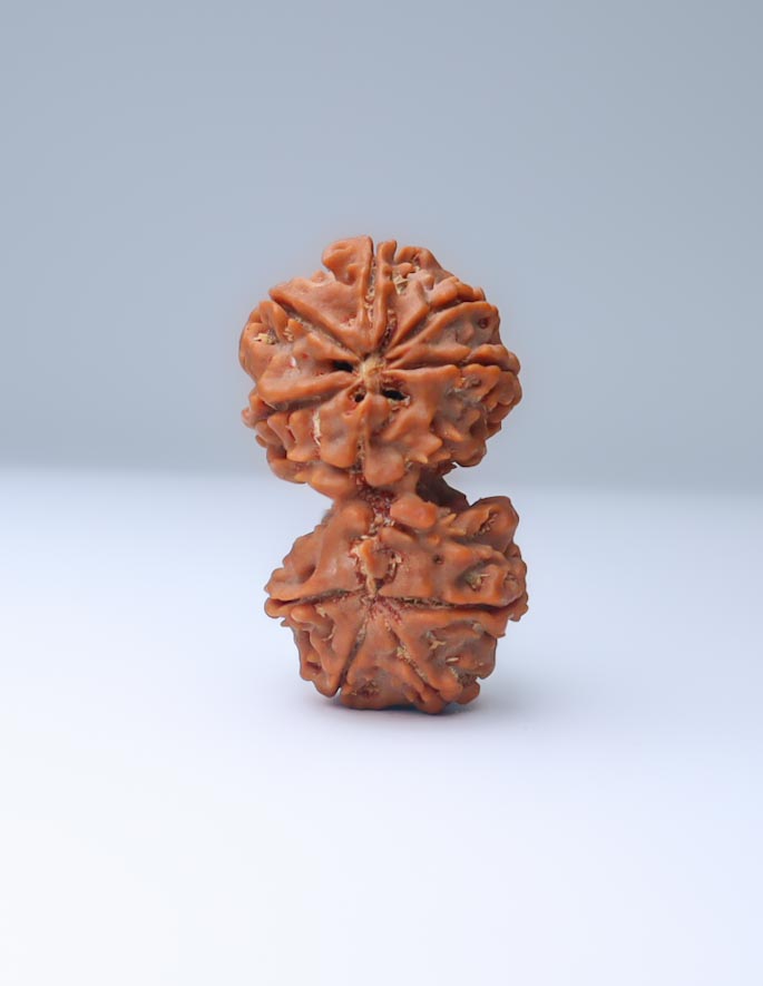 Gauri Shankar 9 Mukhi Nepali Rudraksha