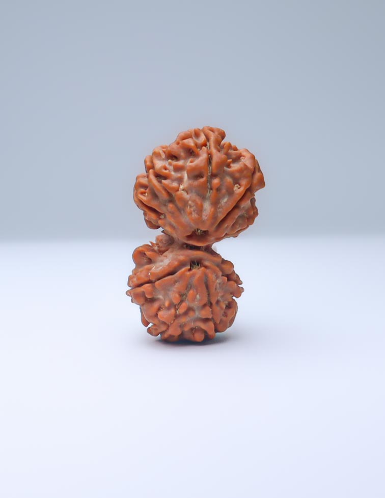 Gauri Shankar 9 Mukhi Nepali Rudraksha