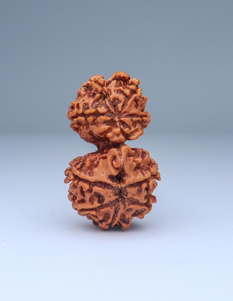 Gauri Shankar 9 Mukhi Nepali Rudraksha