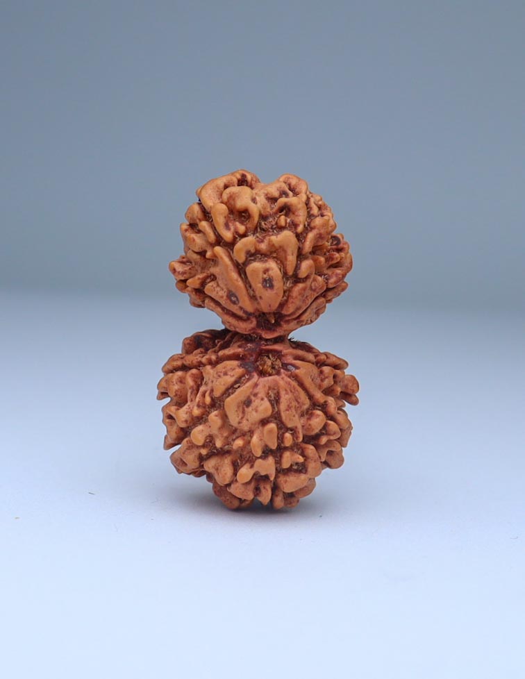 Gauri Shankar 9 Mukhi Nepali Rudraksha