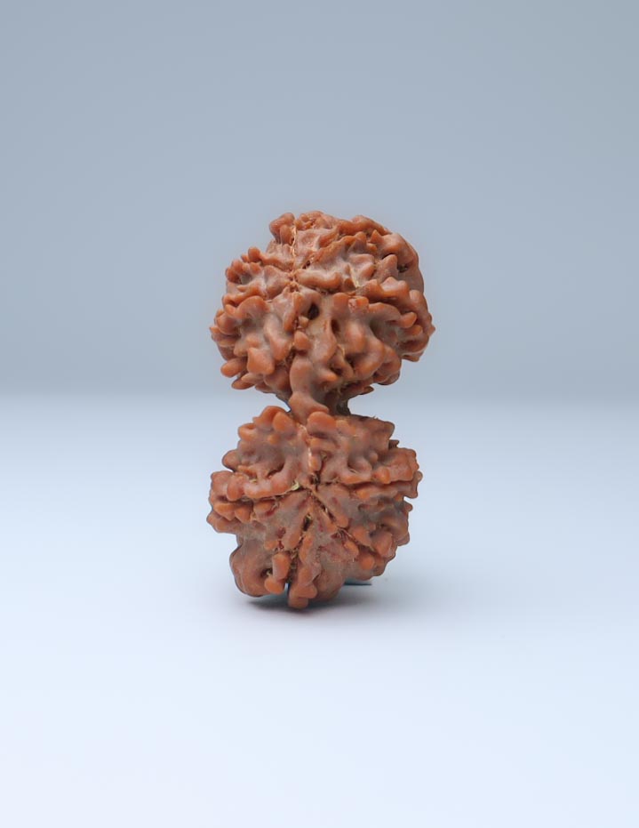 Gauri Shankar 9 Mukhi Nepali Rudraksha