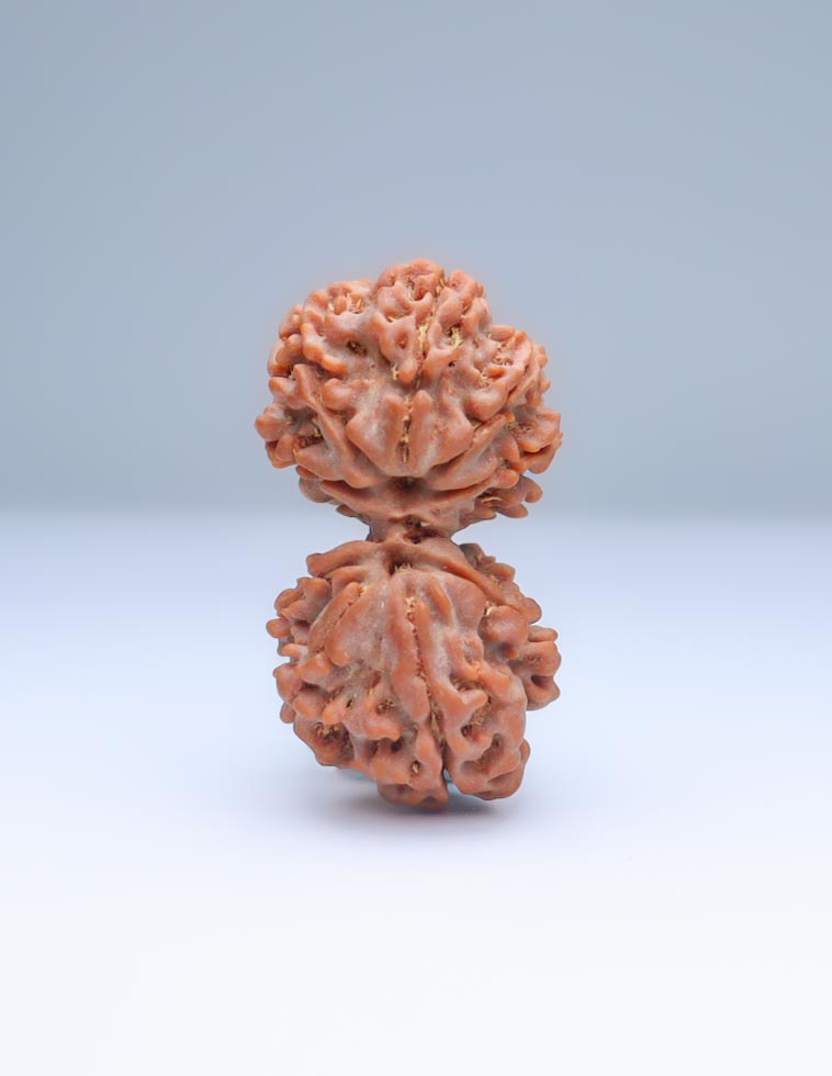 Gauri Shankar 9 Mukhi Nepali Rudraksha