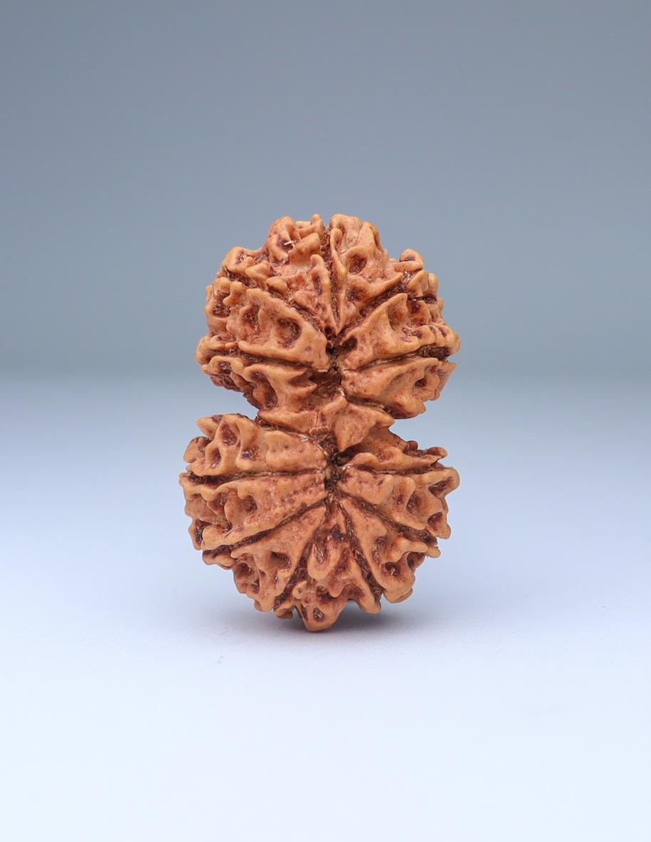 Gauri Shankar 12 Mukhi Nepali Rudraksha