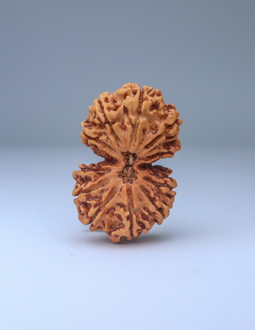 Gauri Shankar 12 Mukhi Nepali Rudraksha