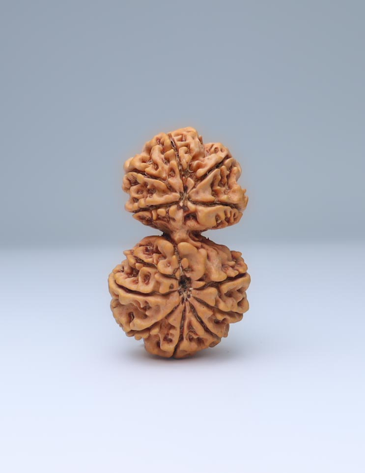 Gauri Shankar 13 Mukhi Nepali Rudraksha