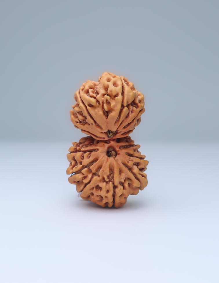 Gauri Shankar 13 Mukhi Nepali Rudraksha