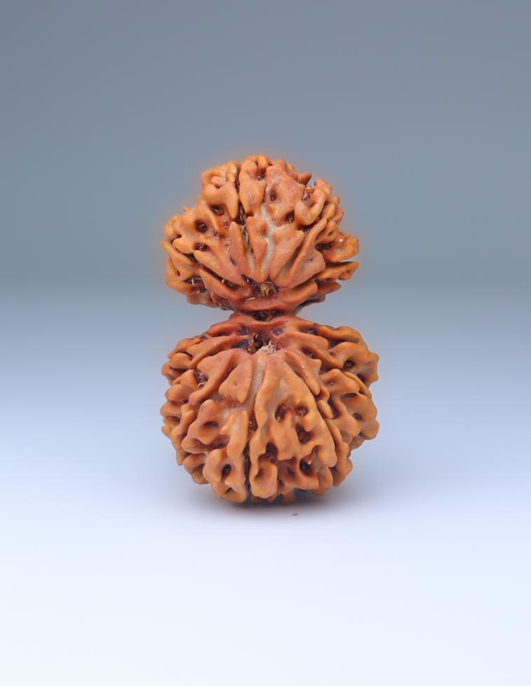 Gauri Shankar 11 Mukhi Nepali Rudraksha