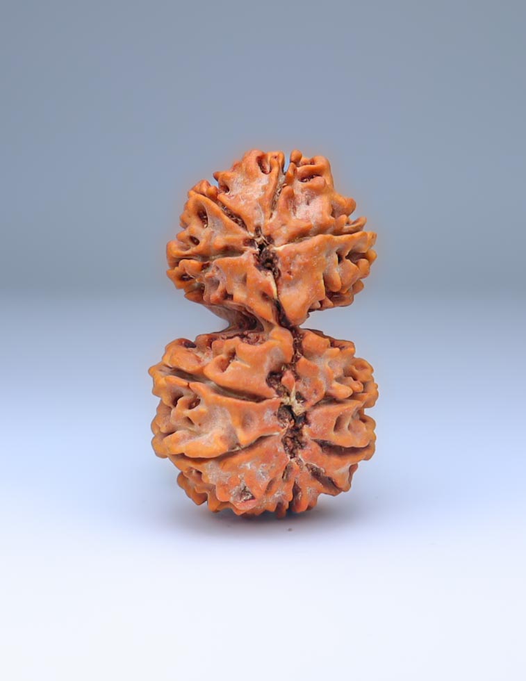 Gauri Shankar 11 Mukhi Nepali Rudraksha