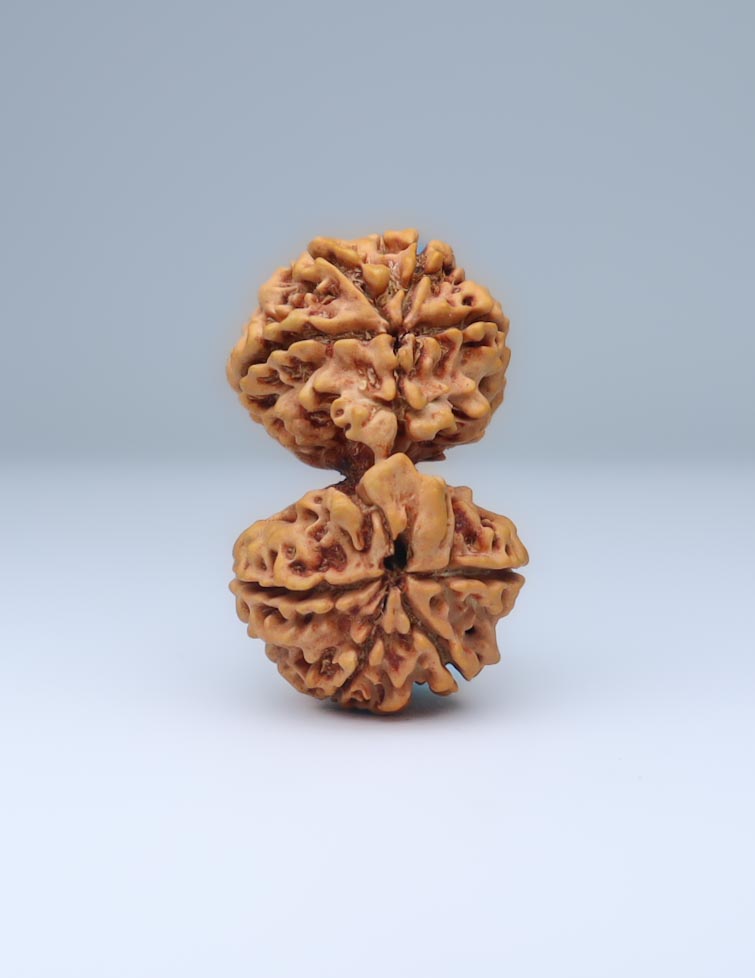 Gauri Shankar 9 Mukhi Nepali Rudraksha