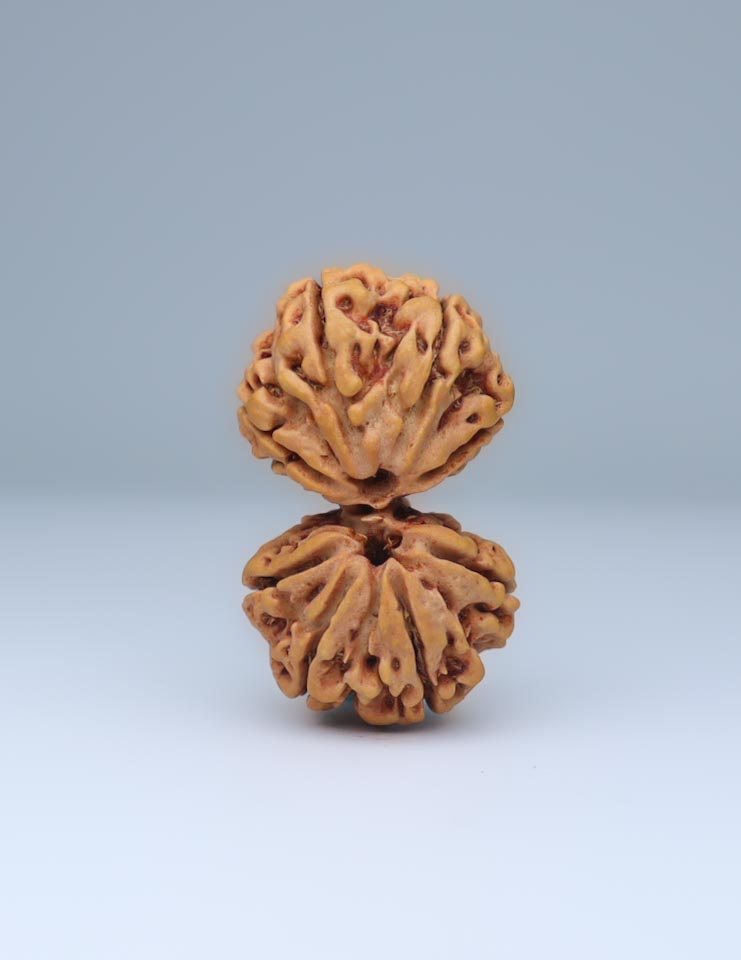 Gauri Shankar 9 Mukhi Nepali Rudraksha