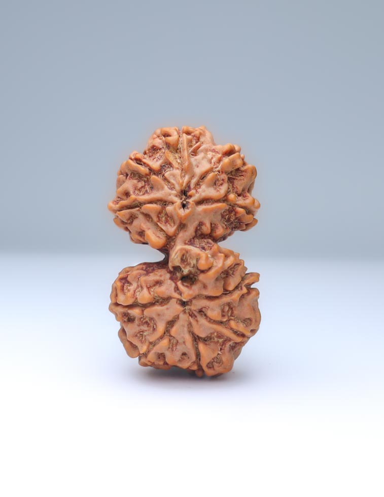 Gauri Shankar 10 Mukhi Nepali Rudraksha