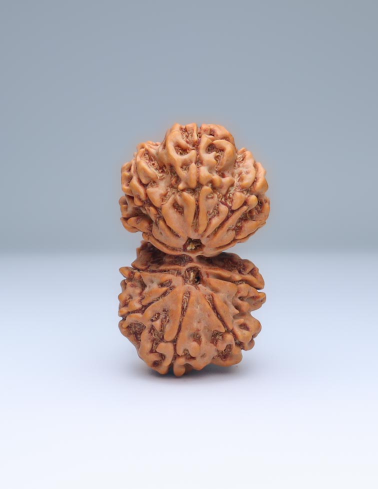 Gauri Shankar 10 Mukhi Nepali Rudraksha