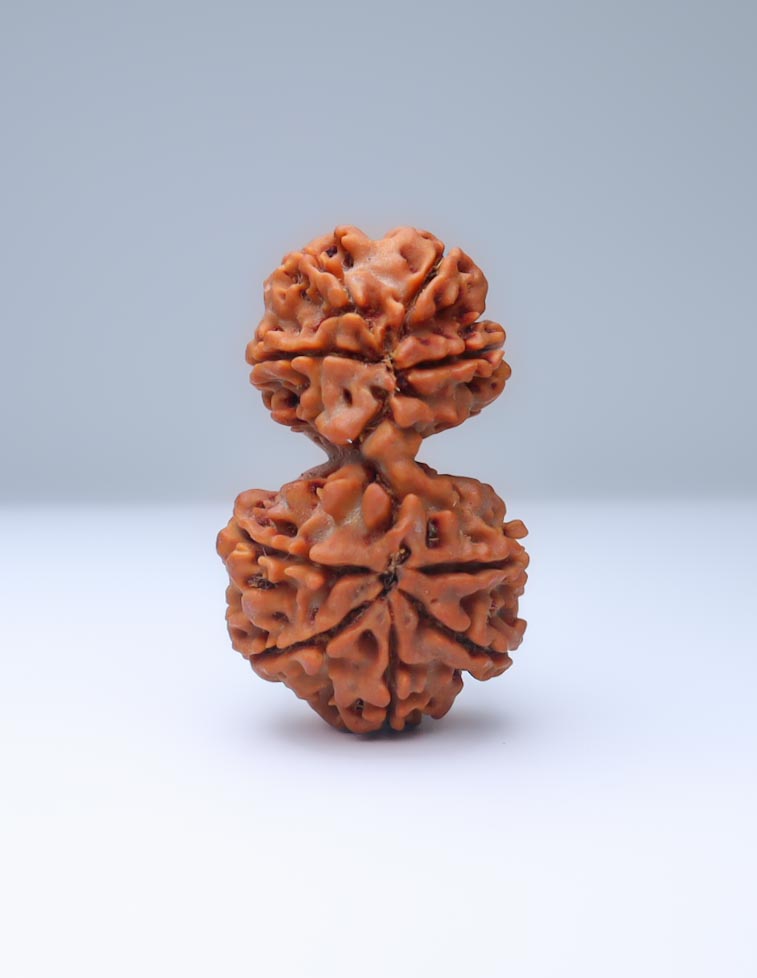 Gauri Shankar 9 Mukhi Nepali Rudraksha