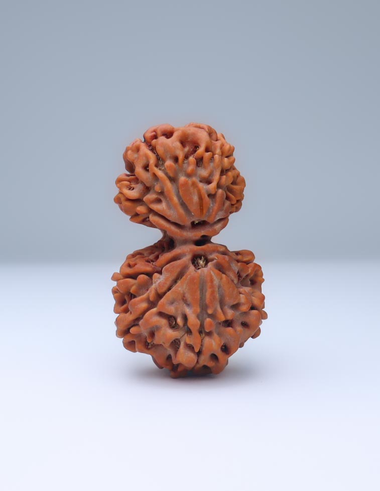 Gauri Shankar 9 Mukhi Nepali Rudraksha