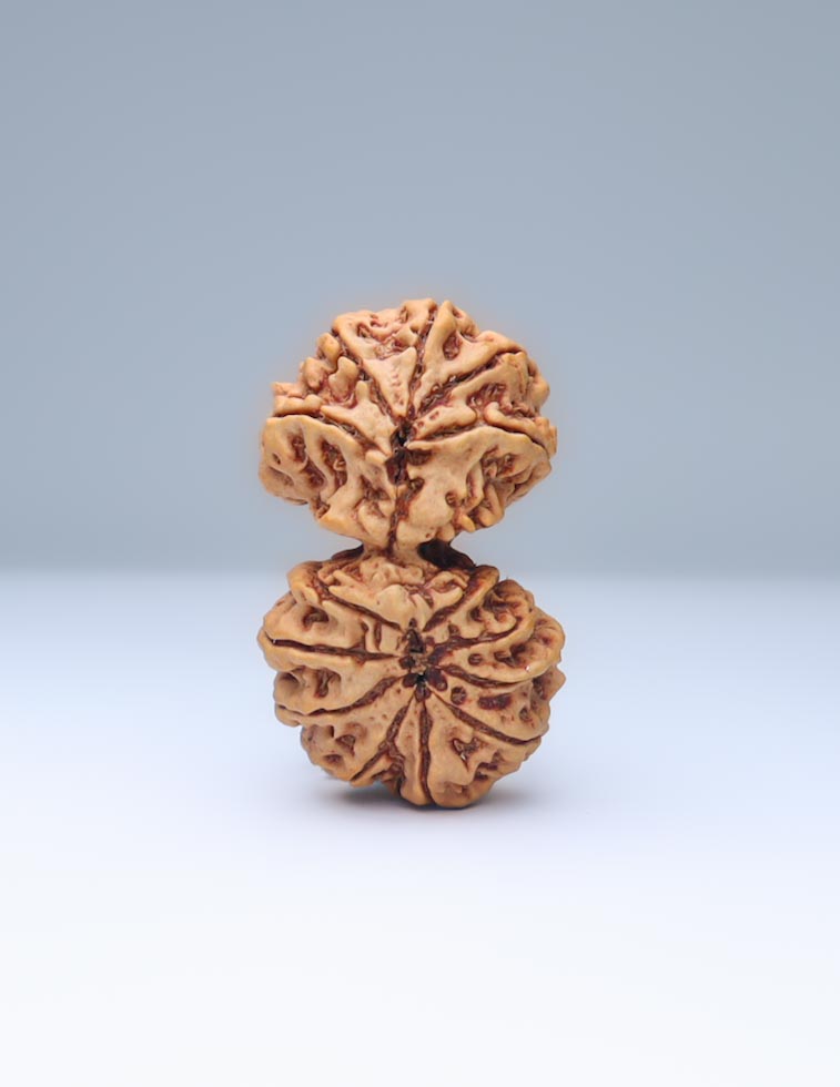 Gauri Shankar 14 Mukhi Nepali Rudraksha