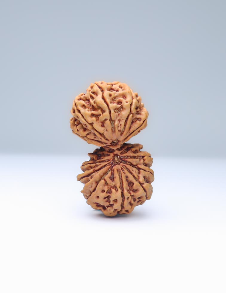 Gauri Shankar 14 Mukhi Nepali Rudraksha