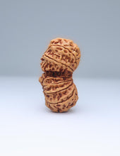 14 Mukhi Gauri Shankar Rudraksha benefits