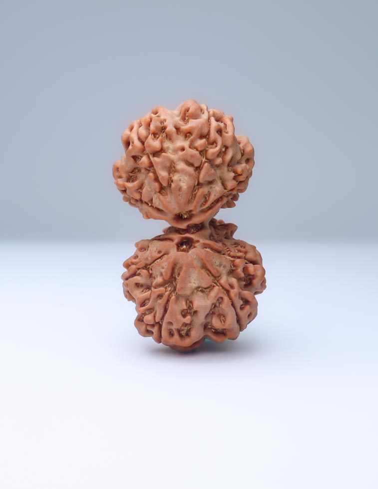 Gauri Shankar 9 Mukhi Nepali Rudraksha