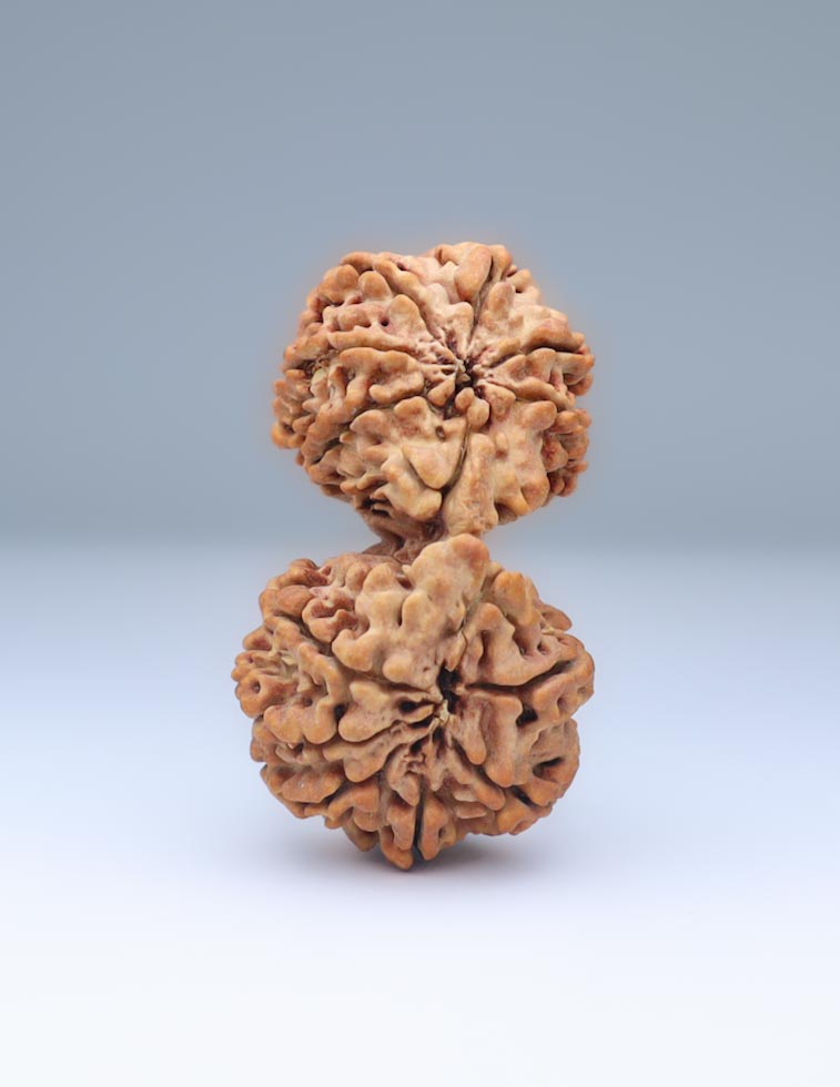 Gauri Shankar 12 Mukhi Nepali Rudraksha