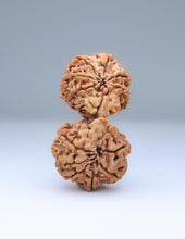 Buy Online Gauri Shankar 12 Mukhi Nepali Rudraksha