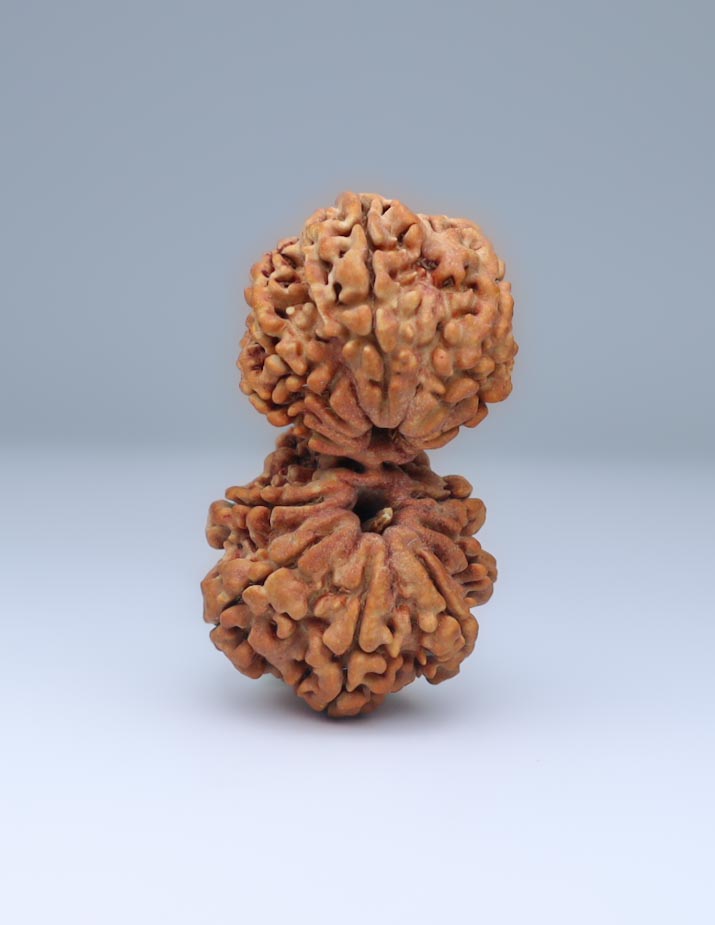 Gauri Shankar 12 Mukhi Nepali Rudraksha