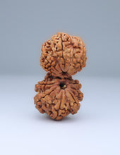 Gauri Shankar 12 Mukhi Nepali Rudraksha