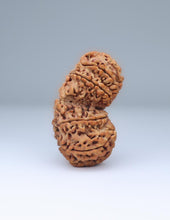 Gauri Shankar 12 Mukhi Nepali Rudraksha in India