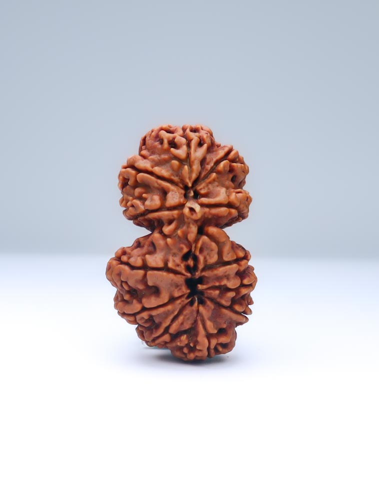 Gauri Shankar 12 Mukhi Nepali Rudraksha