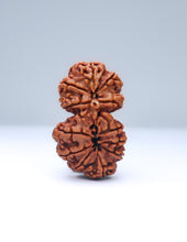 Buy Online Gauri Shankar 12 Mukhi Nepali Rudraksha
