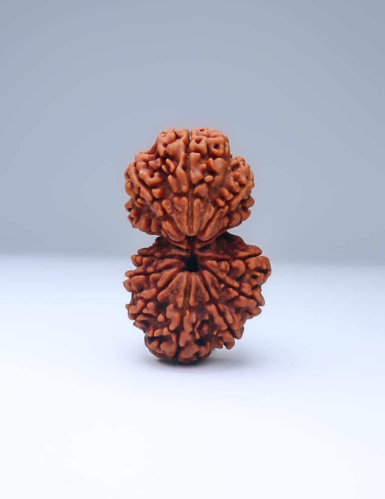 Gauri Shankar 12 Mukhi Nepali Rudraksha