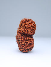Gauri Shankar 12 Mukhi Nepali Rudraksha at Best Price