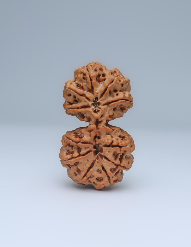 Gauri Shankar 11 Mukhi Nepali Rudraksha