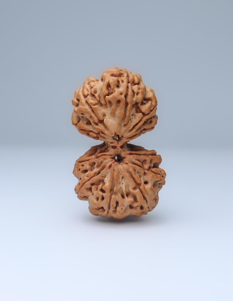 Gauri Shankar 11 Mukhi Nepali Rudraksha