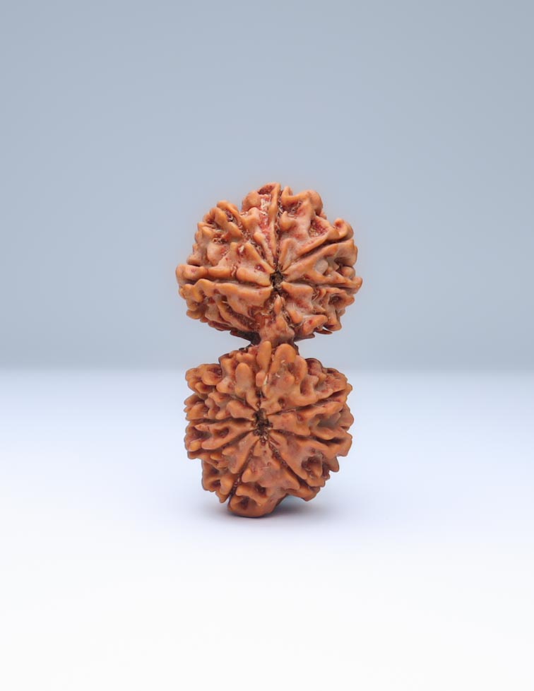 Gauri Shankar 13 Mukhi Nepali Rudraksha