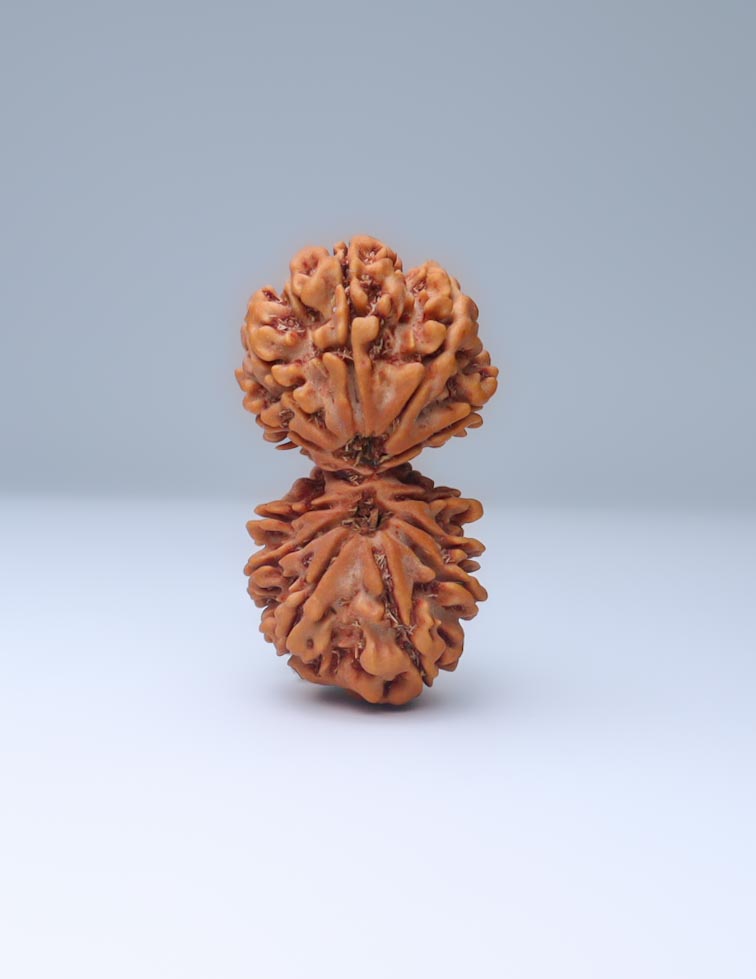 Gauri Shankar 13 Mukhi Nepali Rudraksha