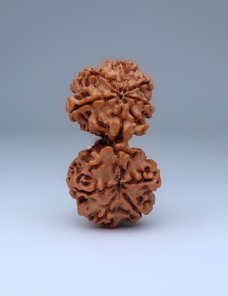 Gauri Shankar 9 Mukhi Nepali Rudraksha