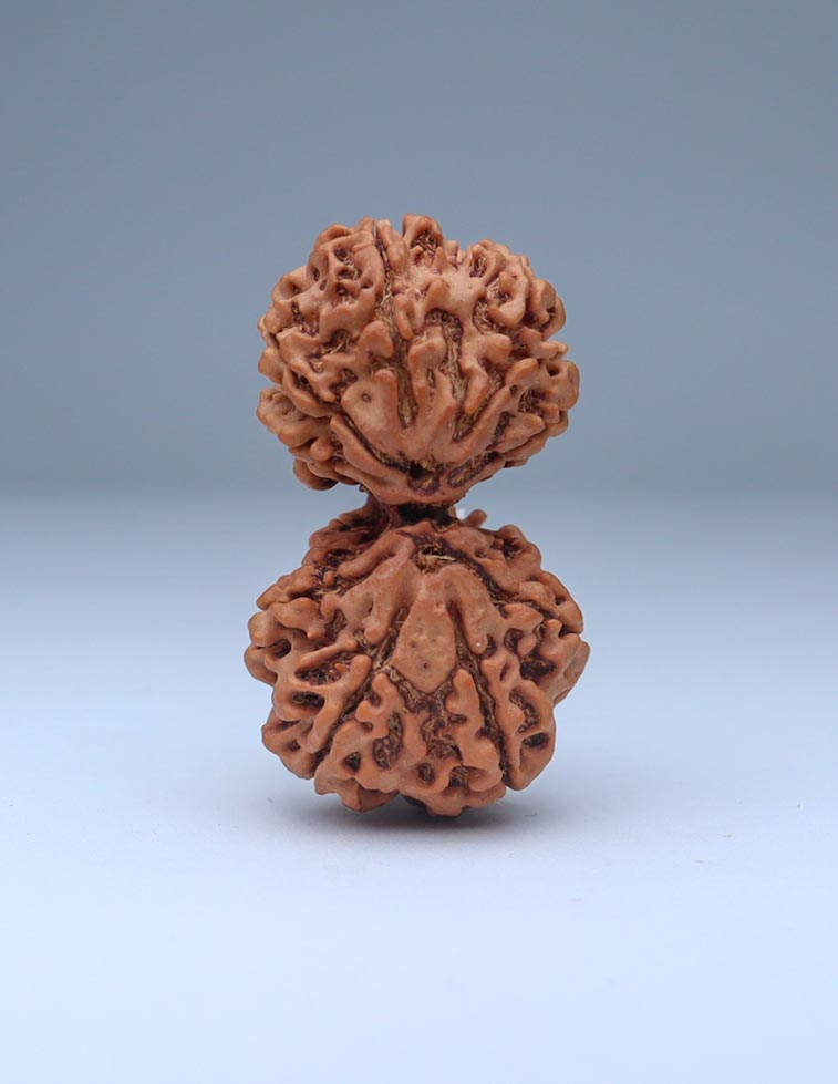 Gauri Shankar 9 Mukhi Nepali Rudraksha