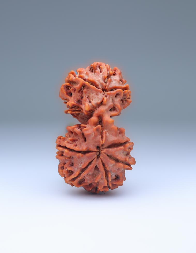 Gauri Shankar 8 Mukhi Nepali Rudraksha