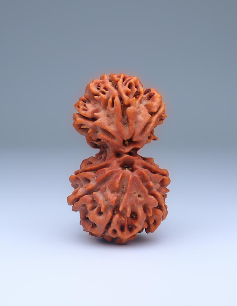 Gauri Shankar 8 Mukhi Nepali Rudraksha