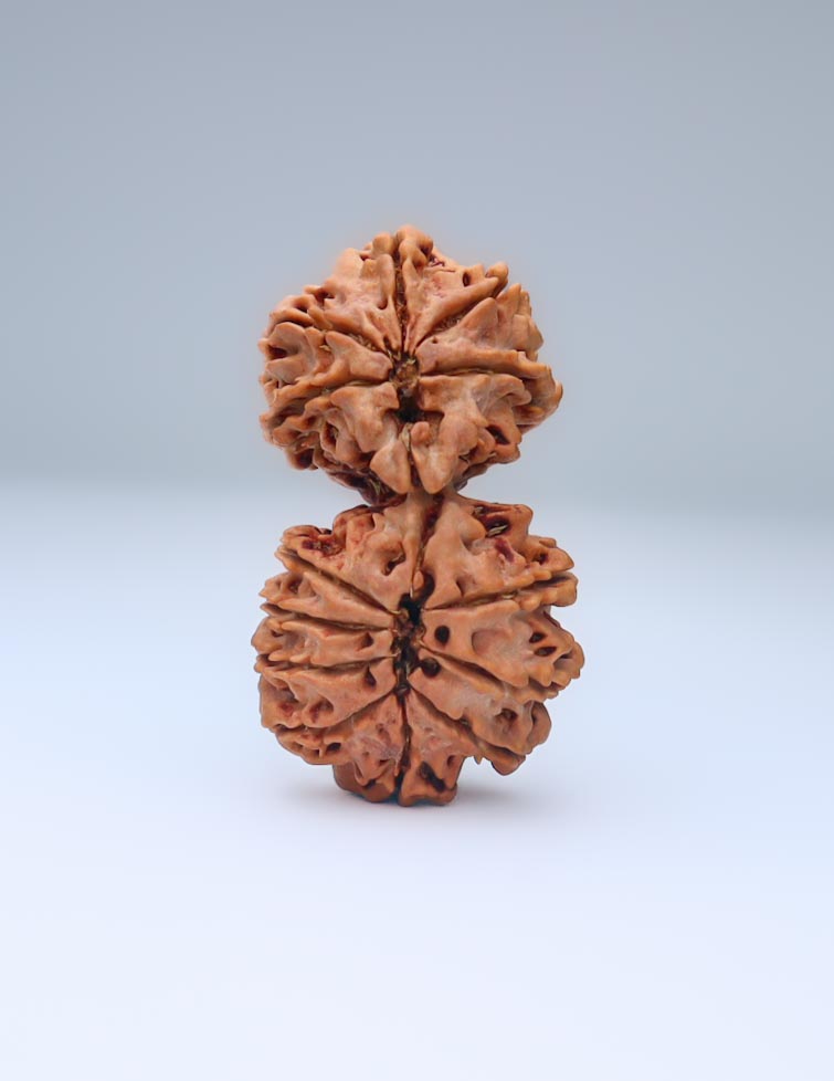 Gauri Shankar 13 Mukhi Nepali Rudraksha