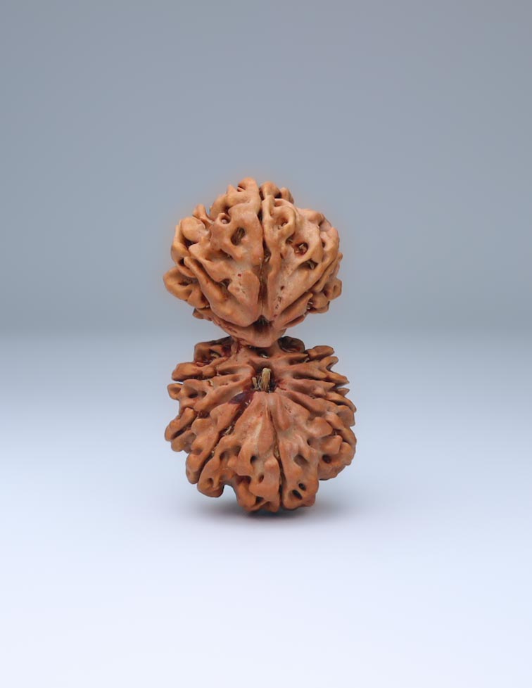 Gauri Shankar 13 Mukhi Nepali Rudraksha