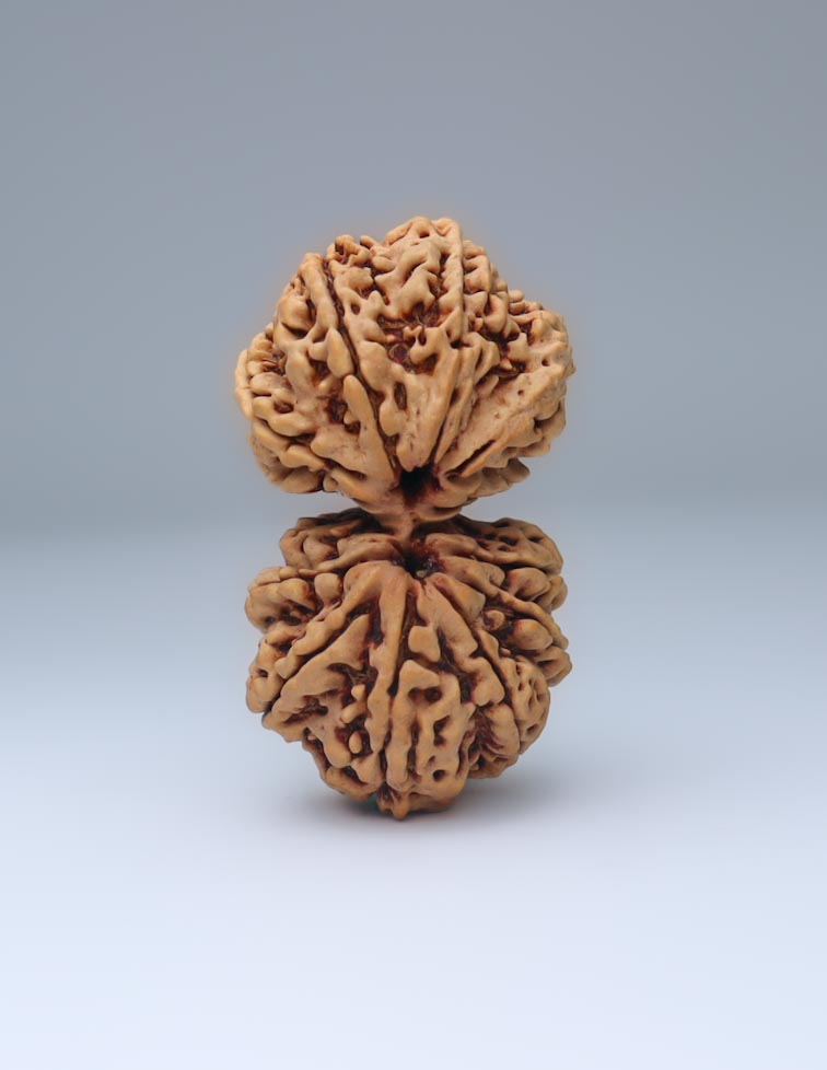 Gauri Shankar 13 Mukhi Nepali Rudraksha