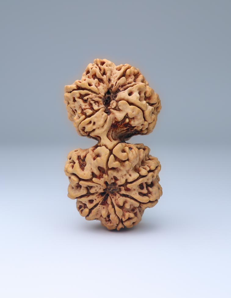 Gauri Shankar 13 Mukhi Nepali Rudraksha