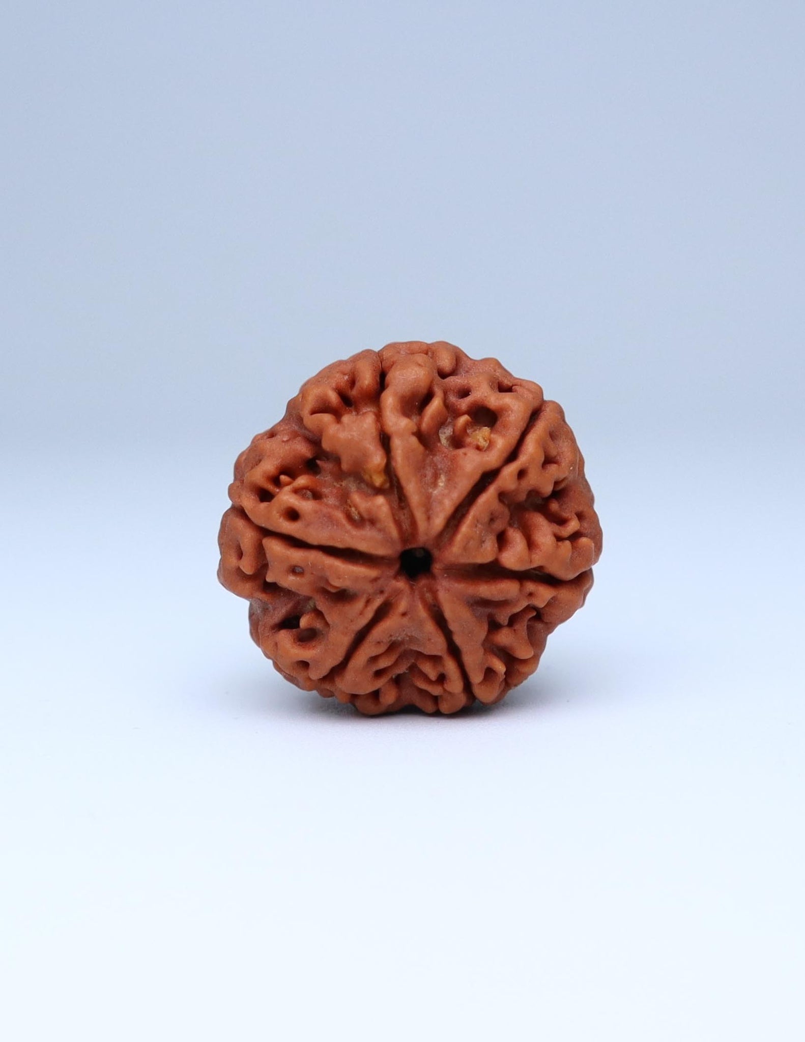 6 Mukhi Nepali Rudraksha