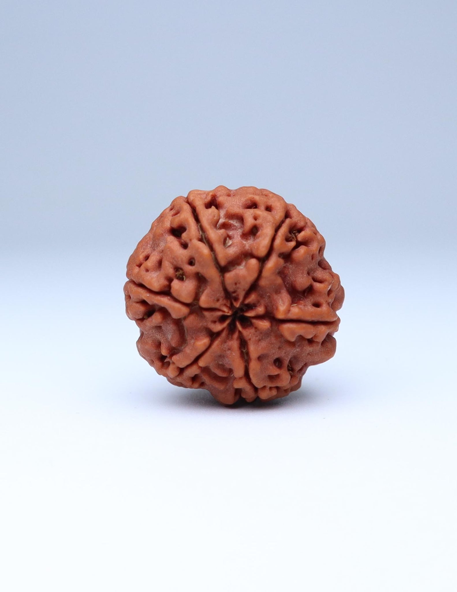 6 Mukhi Nepali Rudraksha