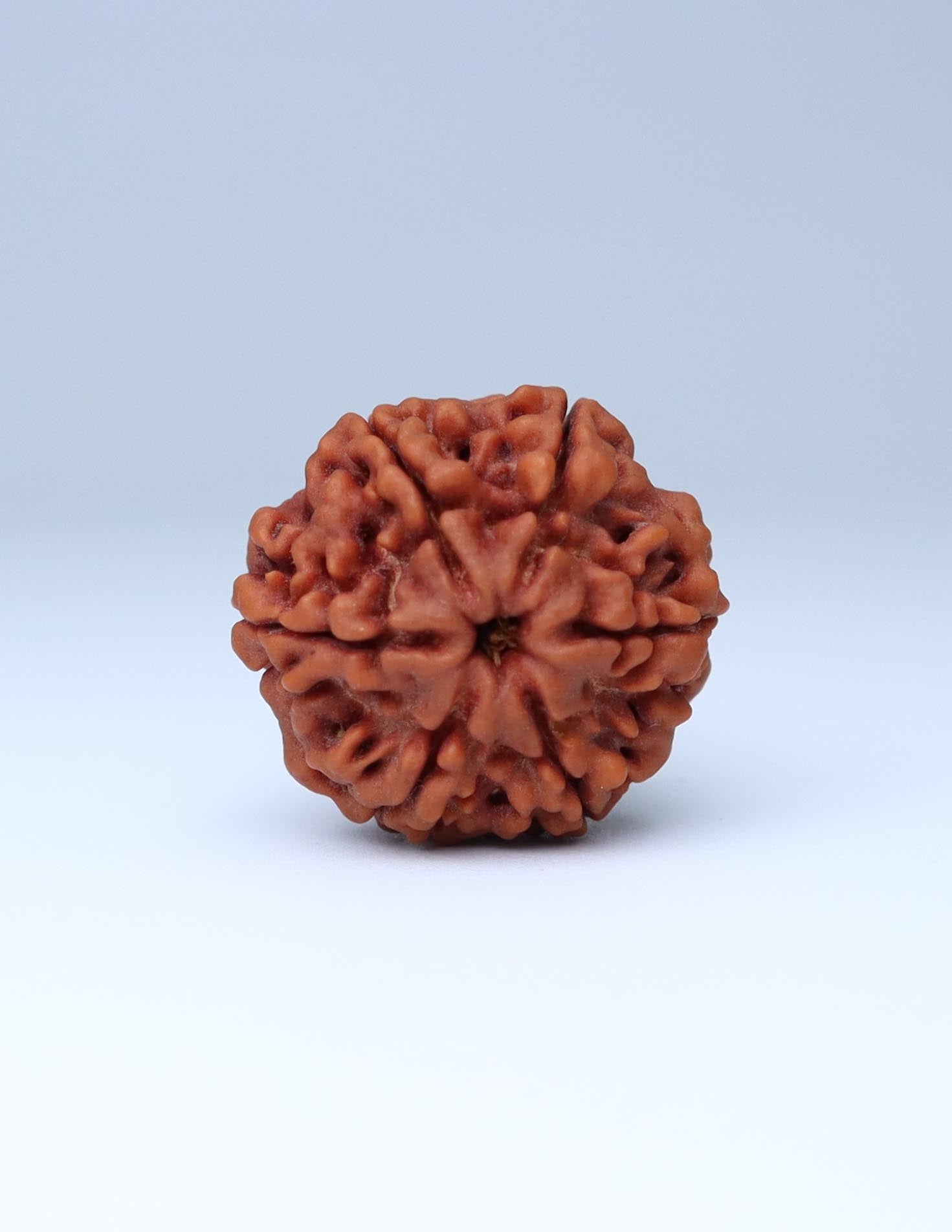 6 Mukhi Nepali Rudraksha