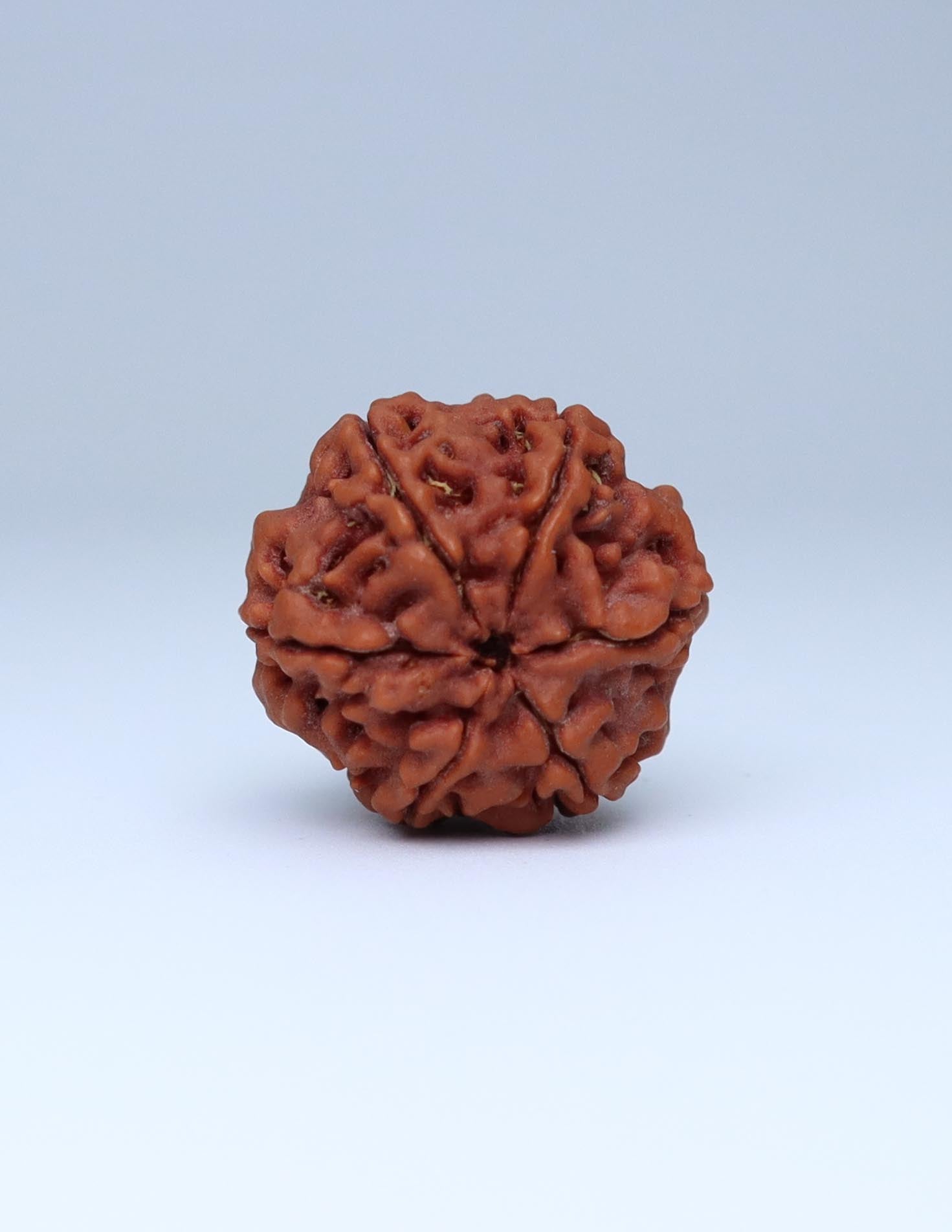 6 Mukhi Nepali Rudraksha